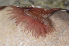 Actinia fragacea