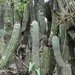 Neobuxbaumia scoparia - Photo (c) Aurelio Molina Hernández., osa oikeuksista pidätetään (CC BY-NC), lähettänyt Aurelio Molina Hernández.