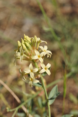 Diarthron lessertii