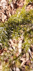 Tsuga caroliniana