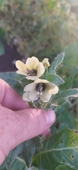 Hyoscyamus niger