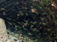 Pempheris oualensis