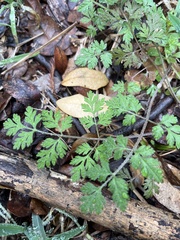 Corydalis