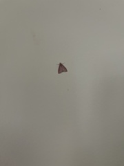 Pyrausta inornatalis