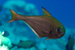 Pempheris oualensis