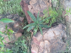 Aloe greatheadii davyana