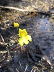 Utricularia inflata