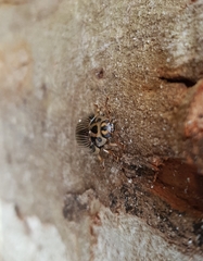 Paropsisterna intacta