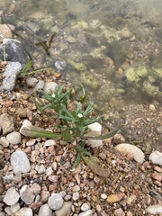 Buglossoides arvensis