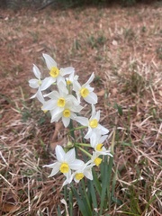 Narcissus tazetta