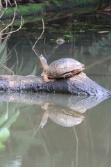 Rhinoclemmys funerea