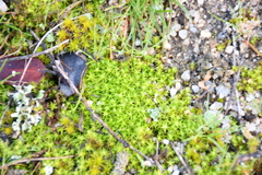 Tortella squarrosa