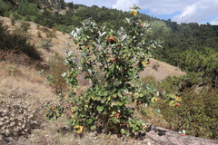Aria umbellata