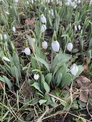 Galanthus