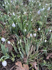 Galanthus