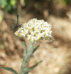 Achillea pannonica
