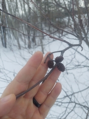 Alnus incana rugosa