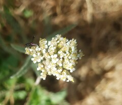 Achillea pannonica