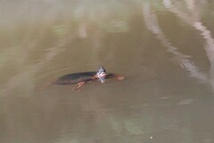 Rhinoclemmys funerea