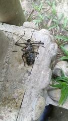 Acrocinus longimanus