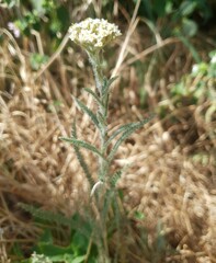 Achillea pannonica