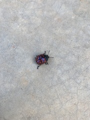 Doryphorina