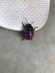 Doryphorina