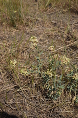 Diarthron lessertii
