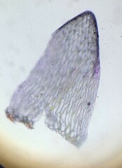 Subsecunda