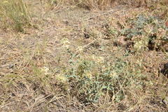 Diarthron lessertii