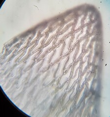 Subsecunda