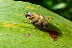 Tachycixius venustulus