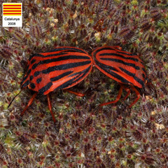 Graphosoma semipunctatum