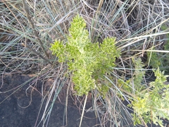 Cheilanthes viridis