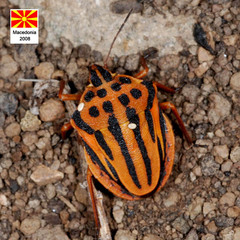 Graphosoma semipunctatum