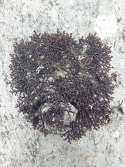 Frullania