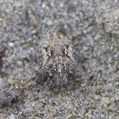 Phimodera humeralis