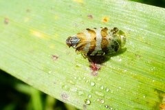 Tachycixius venustulus