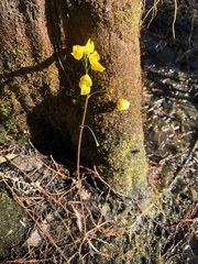 Utricularia inflata