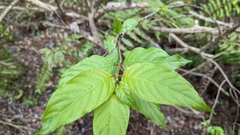 Cephalanthus occidentalis