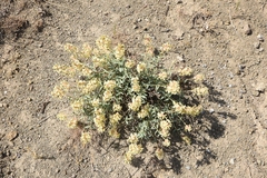 Diarthron lessertii