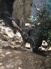 Lepus alleni