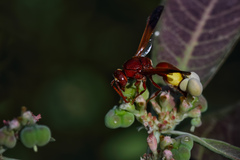 Rhynchium oculatum