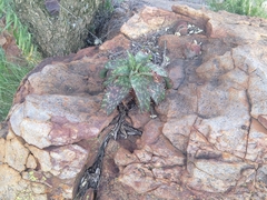 Aloe greatheadii davyana