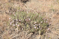 Acantholimon