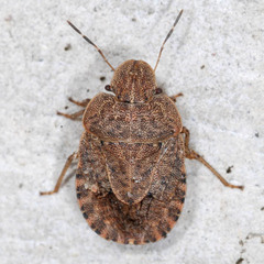Sciocoris macrocephalus