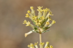 Asperula