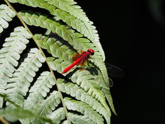 Erythrodiplax castanea