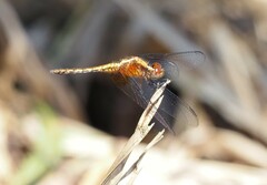 Erythrodiplax avittata