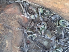 Adromischus umbraticola